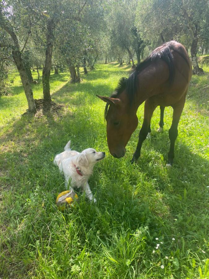 Sotto Il Cielo Di Toscana Appartamenti In Tenuta Only Adults No Pet Camaiore Dış mekan fotoğraf